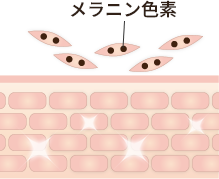 肌のターンオーバー